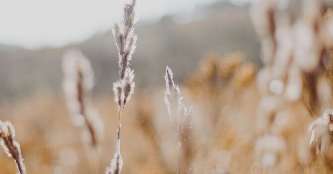 Lash & Brow Services