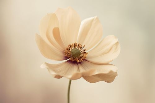 Janet Truong